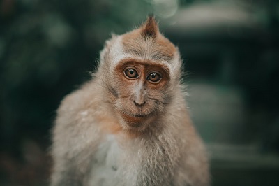 我属猴老公属鸡2022年生宝宝适不适合？