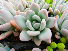 易升职加薪的办公室风水