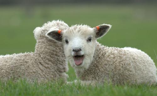 属羊人出生的最佳时辰