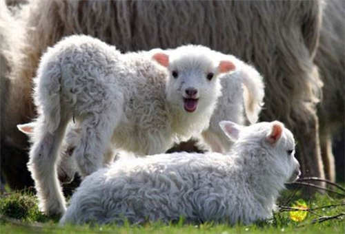 1991属羊的人出生在哪个时辰财运好？