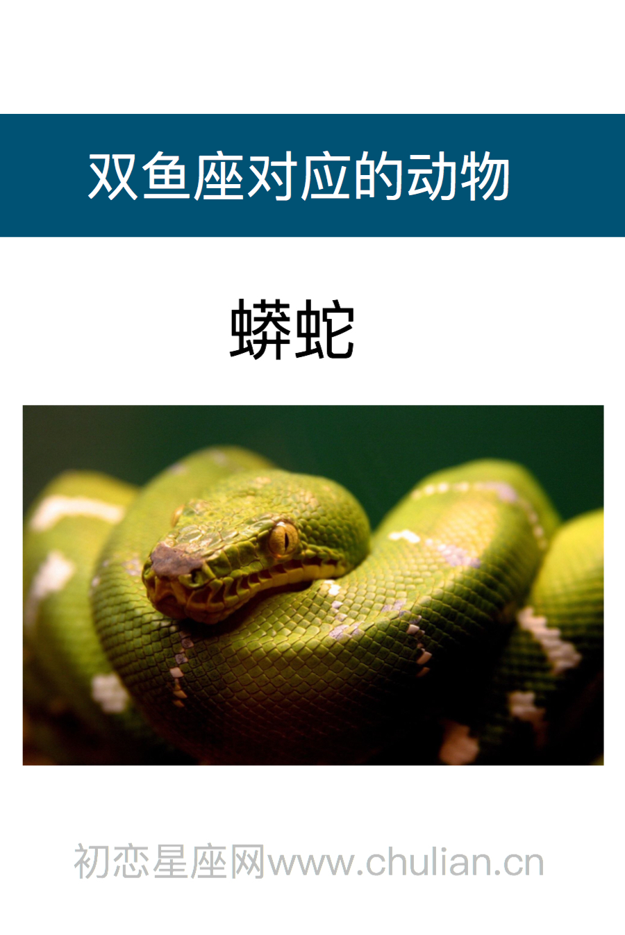 双鱼座是什么动物