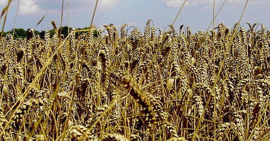 国际生物多样性日 1994是什么节？ 国际生物多样性日 1994是哪天？国际生物多样性日 1994的来历