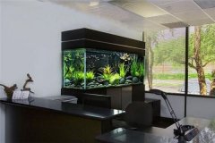 办公室养鱼的风水禁忌