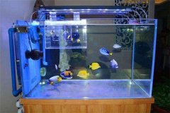 办公室养鱼风水知识有哪些？