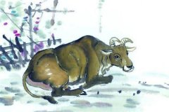 属牛人的命运如何