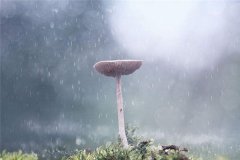 梦见下雨