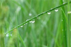 梦见春雨