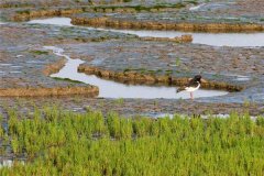 梦见沼泽、湿地