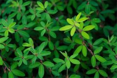 梦见草本植物