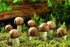 梦见蘑菇