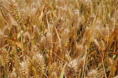 梦见禾米、稻麦