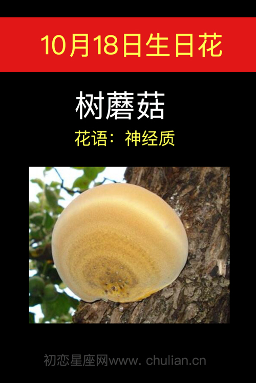 10月18日生日花：树蘑菇
