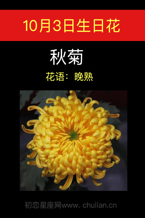10月3日生日花:秋菊 10月3日生日花:秋菊