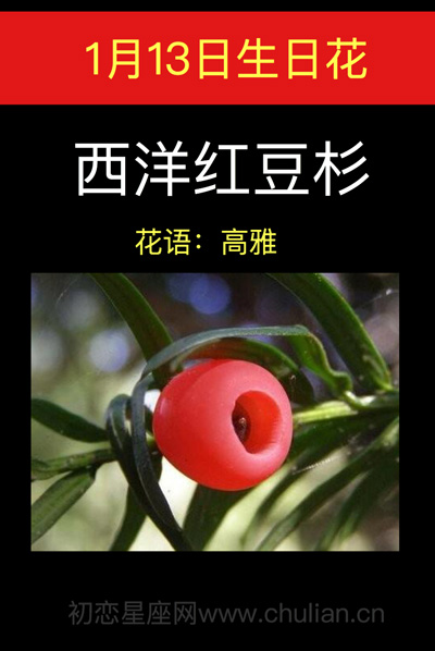 1月13日生日花：西洋红豆杉