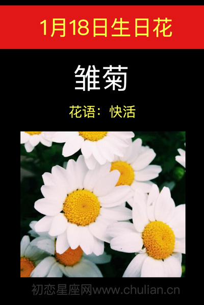 1月18日生日花：雏菊