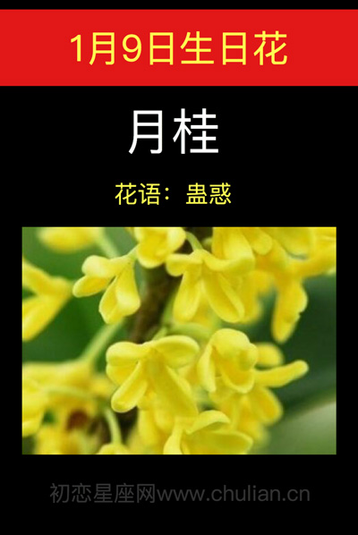 1月9日生日花：月桂花