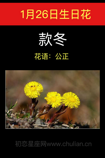 1月26日生日花：款冬