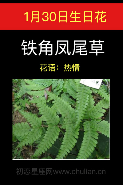 1月30日生日花：铁角凤尾草