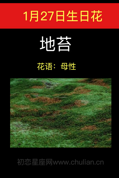 1月27日生日花：地苔