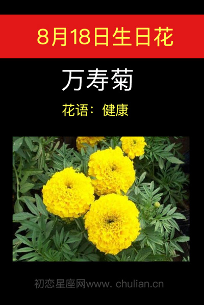 8月18日生日花：万寿菊