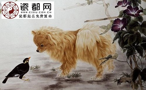 关于生肖狗的民间禁忌 关于生肖狗的民间禁忌