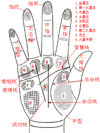 男左女右,教你手相看命,很准! 男左女右,教你手相看命,很准!