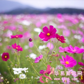 属鼠人男人会给爱人何种幸福