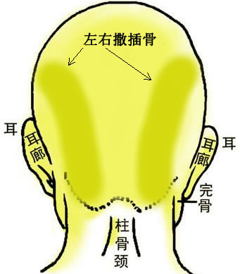 骨相大全：左右撒插骨