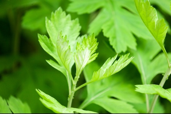 适合卫生间摆放的植物-艾草