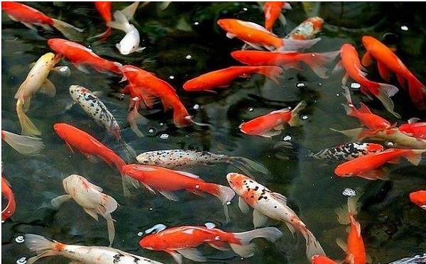 生活风水小常识-养鱼风水让你财运有余