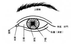 眼神、眼形、眼部面相图解