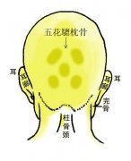 骨相大全：五花驄枕骨