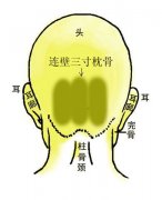 骨相大全：连璧三寸枕骨