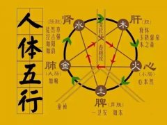 阴阳五行与人体的关系