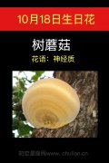 10月18日生日花：树蘑菇