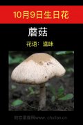 10月9日生日花：蘑菇