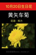 10月20日生日花：黄矢车菊