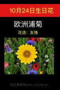 10月24日生日花：欧洲浦菊