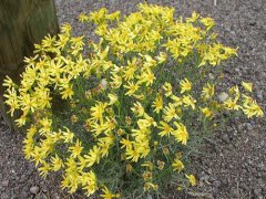 1月2日生日花：野滥缕菊