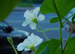 1月12日生日花：葫芦花