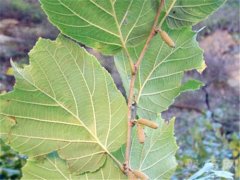 1月4日生日花：花榛圣