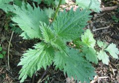 1月16日生日花：红色野荨麻花