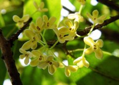 1月9日生日花：月桂花