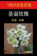 1月21日生日花：圣诞玫瑰