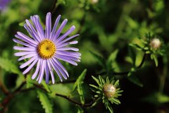 1月28日生日花：雏菊