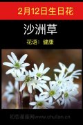 2月12日生日花：沙洲草