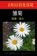 2月22日生日花：雏菊