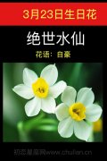 3月23日生日花：绝世水仙