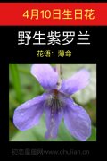 4月10日生日花：野生紫萝兰