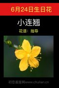 6月24日生日花：小连翘